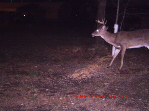 1992 Ford Bronco - A deer is captured on a trail camera at night, with a date stamp visible on the image.