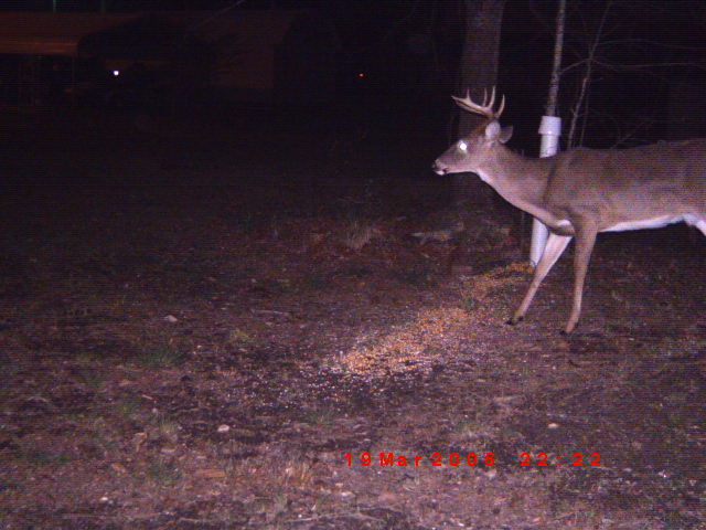 Deer standing in a wooded area at night, with a date stamp of 19 Mar 2006