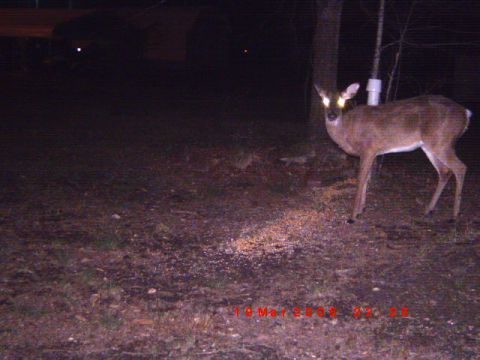 1992 Ford Bronco - A deer stands in a yard at night, illuminated by a light source, with a date stamp visible.