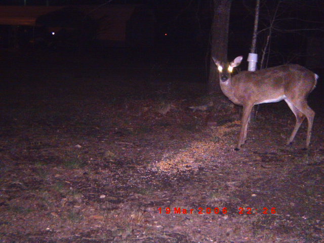 deer in a yard at night, with glowing eyes