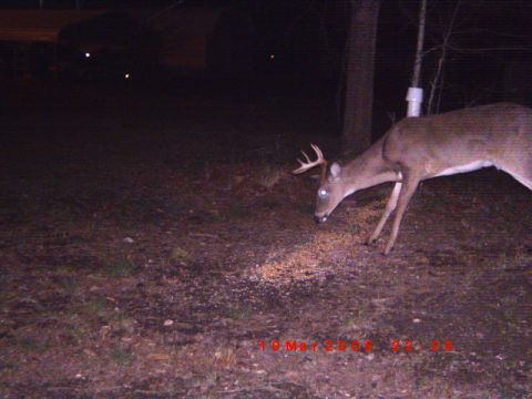 1992 Ford Bronco - A buck deer is captured on a trail camera at night while feeding on the ground.