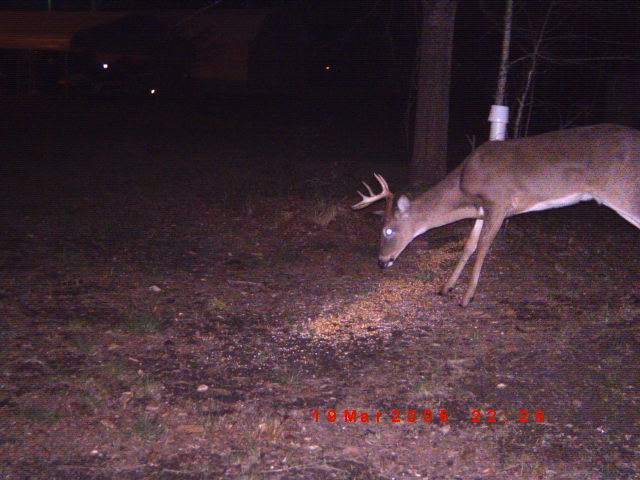 Buck deer with antlers eating feed on the ground at night