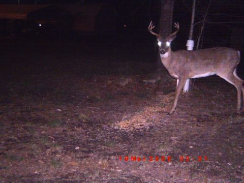 1992 Ford Bronco - A deer stands in a wooded area at night, its eyes reflecting the light. The image also contains a timestamp and website URL.