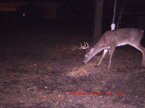 1992 Ford Bronco - A deer is seen eating feed on the ground at night. The date stamp indicates March 19, 2009.