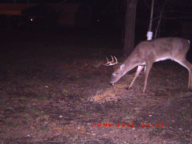 Deer eating feed on the ground at night, with a date stamp of 19 Mar 2009