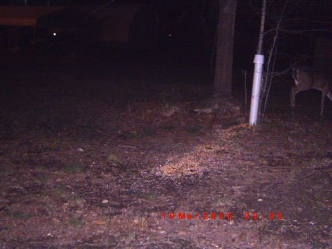 1992 Ford Bronco - A deer is visible in the background, foraging on scattered feed near a tree and a white pipe.