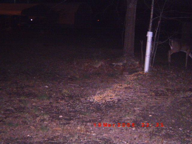 Deer eating feed near a tree and white pipe at night. Date stamp reads 19 Mar 2004