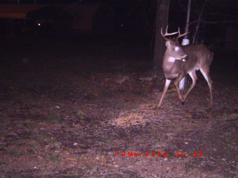 1992 Ford Bronco - A deer stands in a wooded area at night, illuminated by a camera flash.