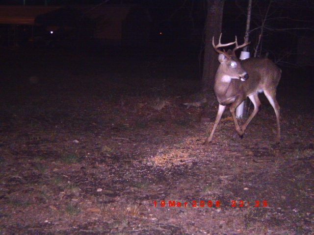 Deer with antlers standing in a wooded area at night