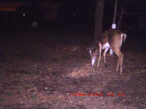 1992 Ford Bronco - A deer is seen eating feed on the ground at night, with a timestamp visible in the lower portion of the image.