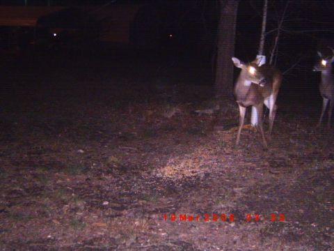 1992 Ford Bronco - Deer are seen at night in a wooded area, with a date stamp and Supermotors logo visible.