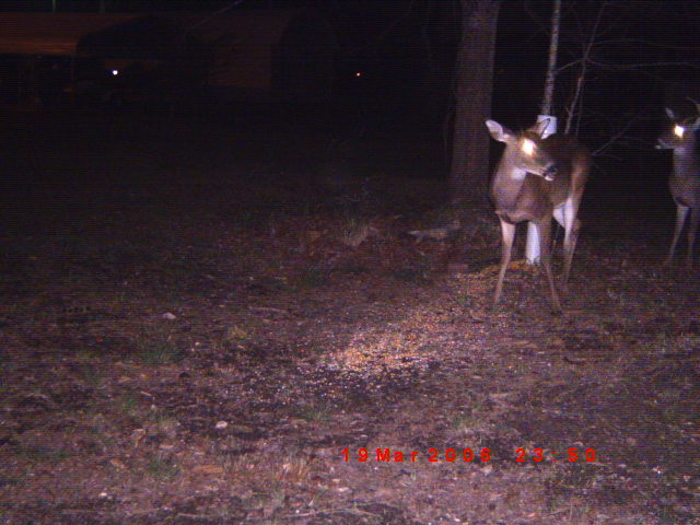 Two deer are visible in a wooded area at night, with a date stamp and website logo at the bottom