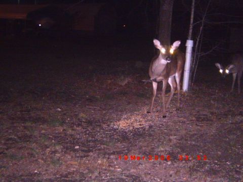 1992 Ford Bronco - Two deer are visible in this nighttime photo, with one facing the camera directly.