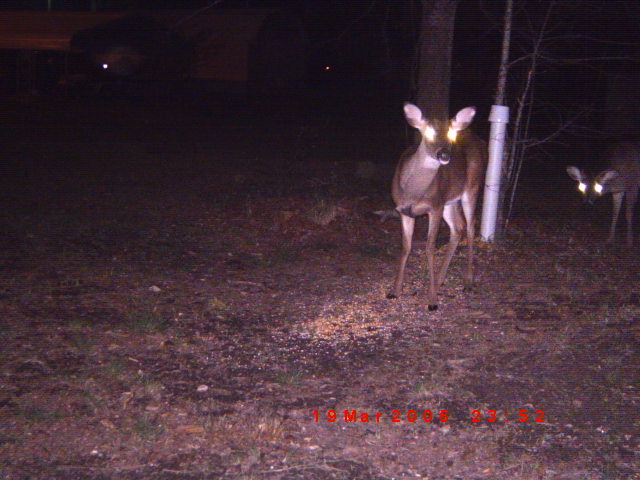 deer in a field at night, one looking at camera