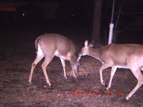 1992 Ford Bronco - Two deer are captured at night, foraging from a feeder in a wooded area.