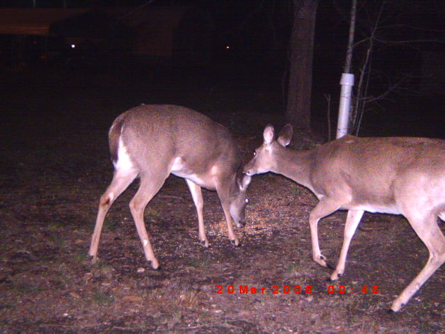 Two deer eating from a feeder at night