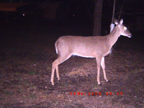 1992 Ford Bronco - A deer is captured in this nighttime photo, which includes a date stamp of '20 Mar 2009'.