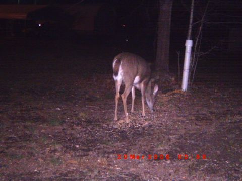 1992 Ford Bronco - A deer is seen eating feed on the ground at night, with a white pipe and tree in the background.