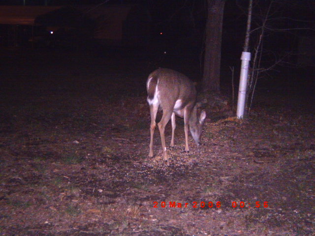 Deer eating from a pile of feed on the ground at night