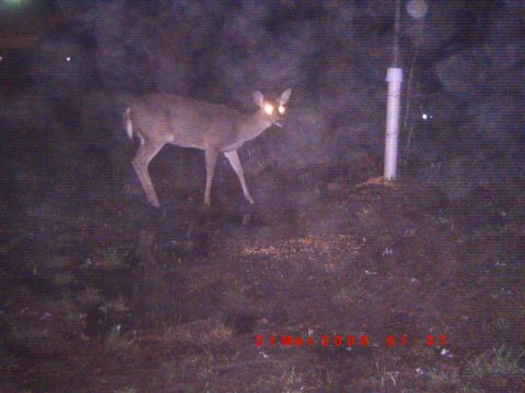 1992 Ford Bronco - A deer stands in a dark field at night, its eyes reflecting light from a nearby post.