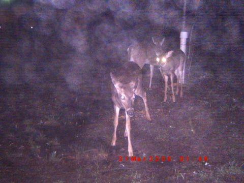 1992 Ford Bronco - Several deer are visible in a dimly lit outdoor scene, with their eyes reflecting light.