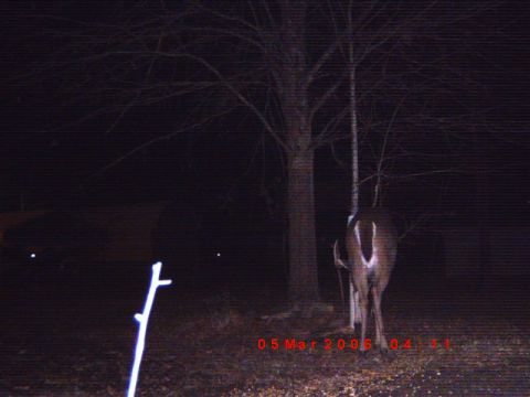 1992 Ford Bronco - A deer is captured at night in a wooded area, with a date stamp indicating it was taken on March 5, 2006.