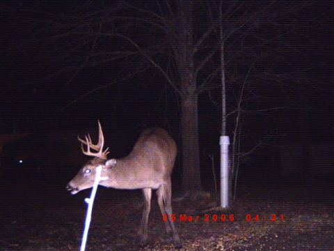 1992 Ford Bronco - A deer with large antlers is captured at night in a wooded area, with a date stamp visible.