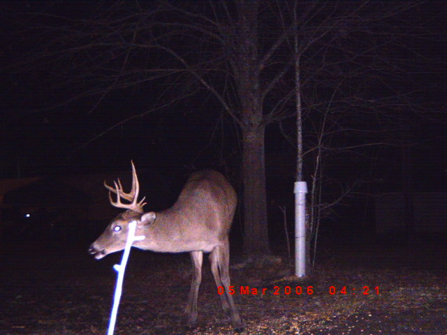 Deer with antlers stands in a dark, wooded area at night