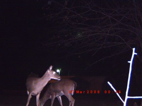 1992 Ford Bronco - Two deer are visible in this nighttime scene, captured with a date and time stamp of March 7, 2006, at 00:45.