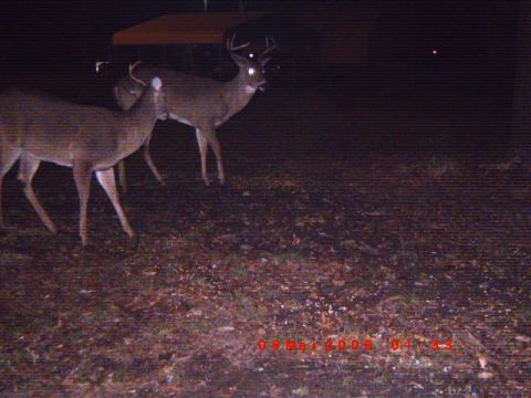 1992 Ford Bronco - Trail camera photo captures two deer at night in a wooded area.
