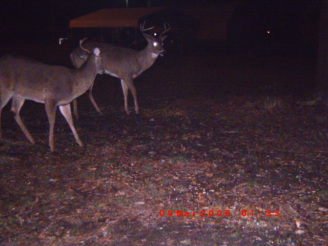 Two deer in a wooded area at night, with a timestamp '08 Mar 2006'