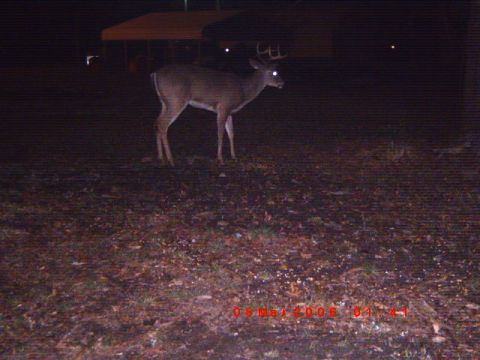 1992 Ford Bronco - A deer with antlers is captured at night in a field with a structure in the background.