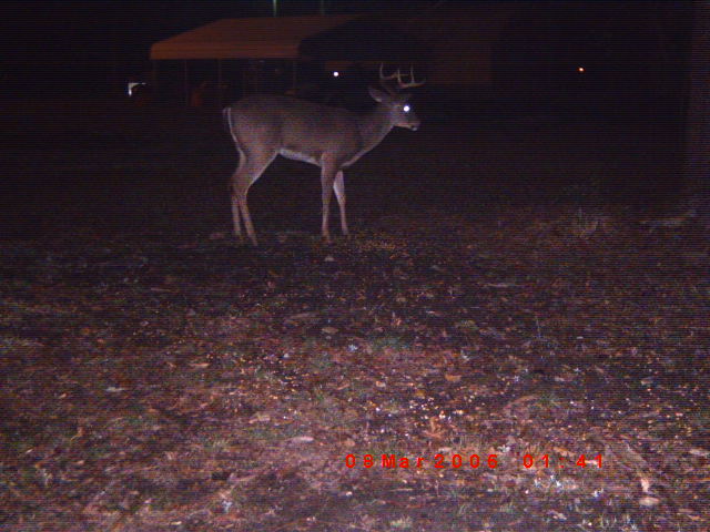 deer with antlers standing in a field at night