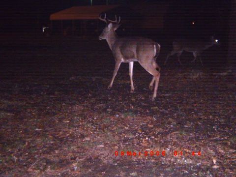 1992 Ford Bronco - Two deer are visible in a dark, wooded area at night, with a timestamp overlay.