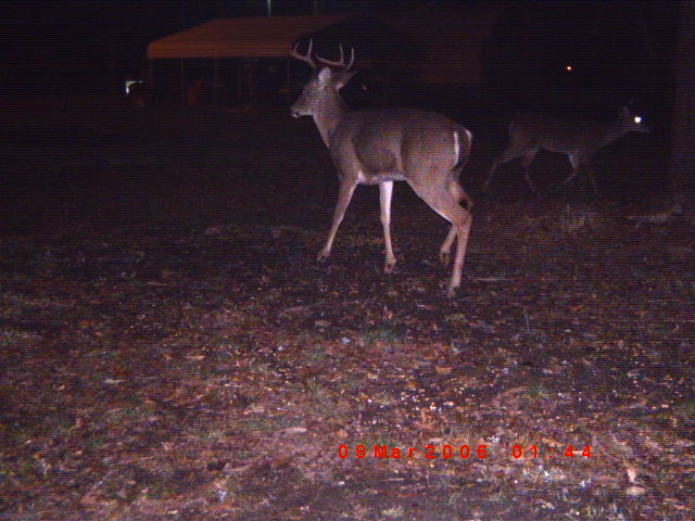 Deer in a wooded area at night, with another deer in the background