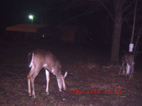 1992 Ford Bronco - Two deer are seen grazing in a wooded area at night, with a timestamp indicating the photo was taken on March 13, 2006.