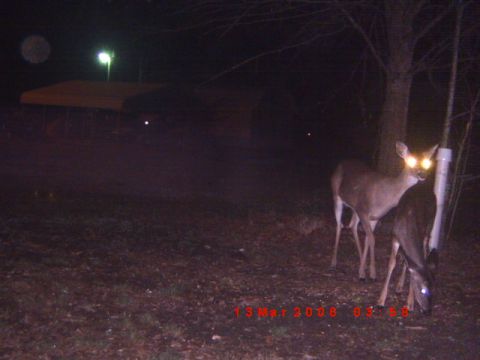 1992 Ford Bronco - Deer captured on a trail camera at night, with a date stamp visible in the lower portion of the image.