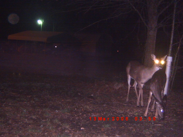 Two deer with glowing eyes stand in a dark, wooded area at night. A date stamp reads 13 Mar 2008
