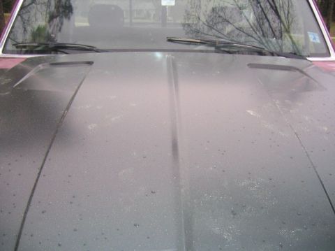 1992 Ford F-150 - The hood of a truck shows a cowl induction scoop and is covered in dust and water spots.