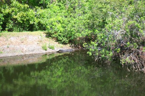 1979 Ford F-150 - An alligator is partially submerged at the edge of a body of water, surrounded by lush green vegetation.