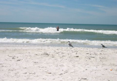 1979 Ford F-150 - A beach scene with seagulls in the foreground and a person wading in the ocean waves under a clear blue sky.