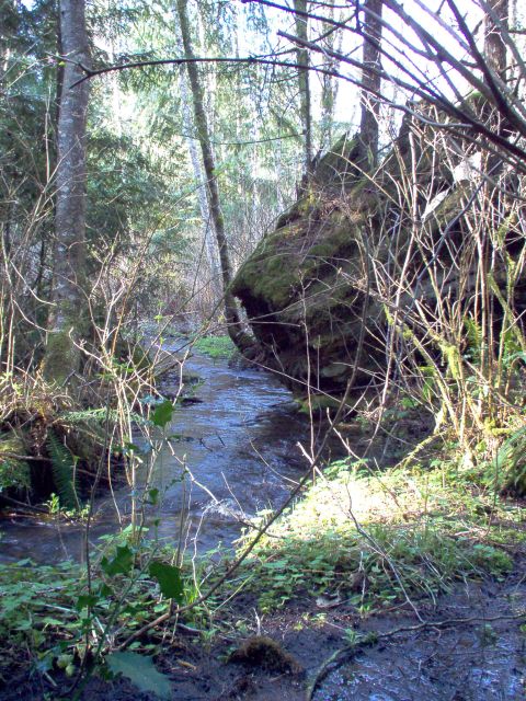 2001 Ford Taurus - A forest scene with a stream running through it, surrounded by trees and undergrowth.