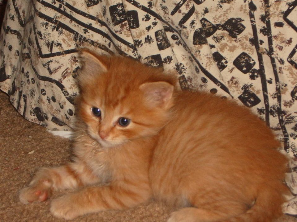 Orange tabby kitten lying on carpet against patterned cream and black fabric