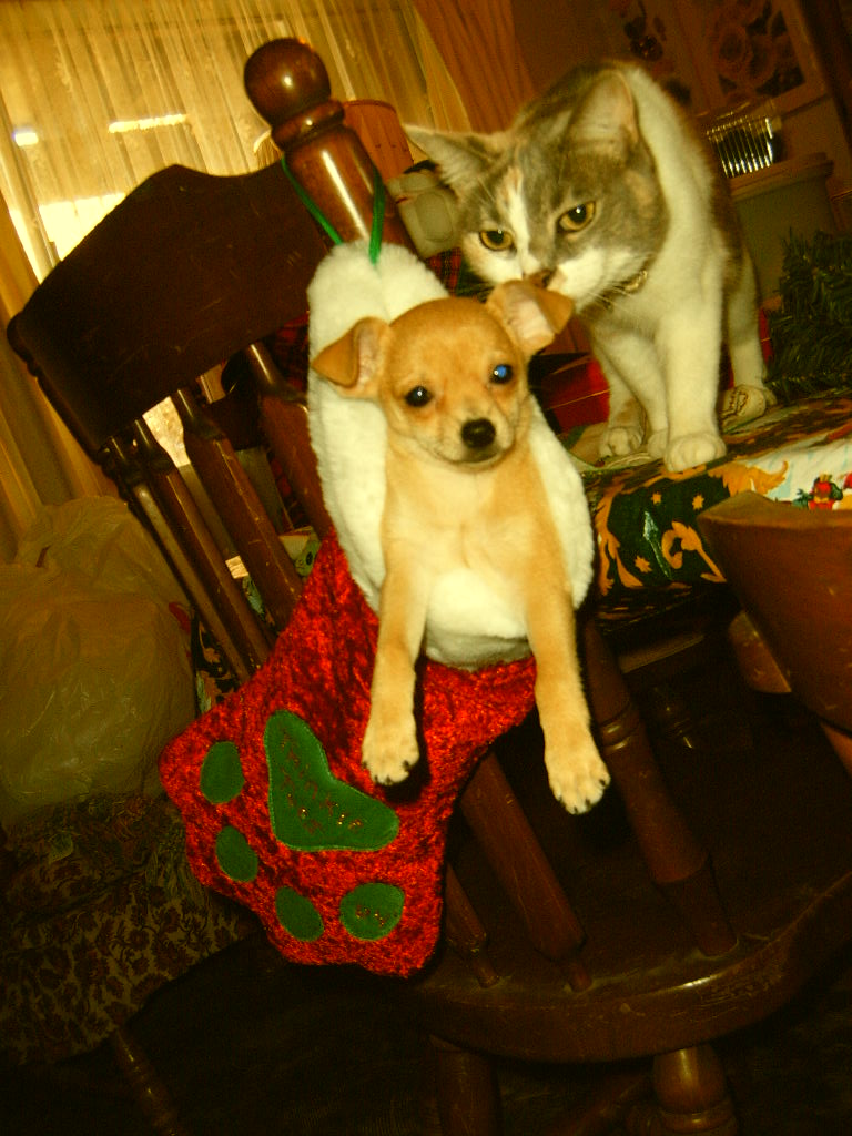 puppy and Tandy