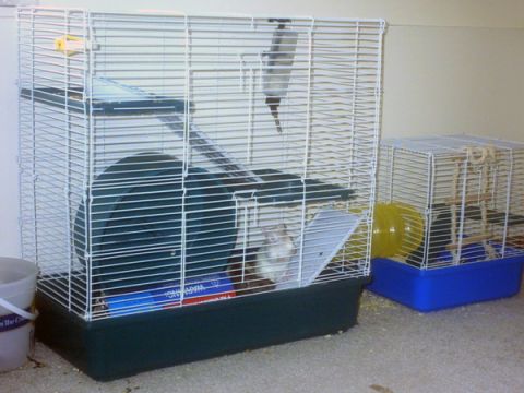 1993 Ford Taurus - Two hamster cages are set up on a carpeted floor, with one hamster visible inside the left cage.
