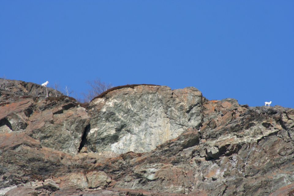 Two white mountain goats or sheep standing on a rocky cliff ridge under a blue sky