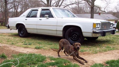 1985 Ford LTD Crown Victoria - White Ford LTD Crown Victoria four-door sedan parked on a grass yard in front of bare winter trees, shot from a front three-quarter angle o…