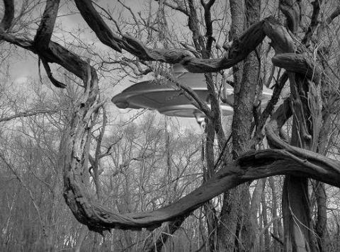 2002 Ford Crown Victoria - A mysterious flying saucer is partially obscured by trees in a desolate forest setting.