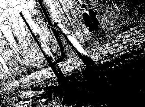 2002 Ford Crown Victoria - A stark, high-contrast image depicts a forest scene with prominent tree trunks and deep shadows, suggesting a wooded area.