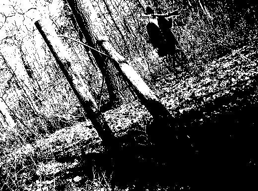 Forest scene with tree trunks and shadows